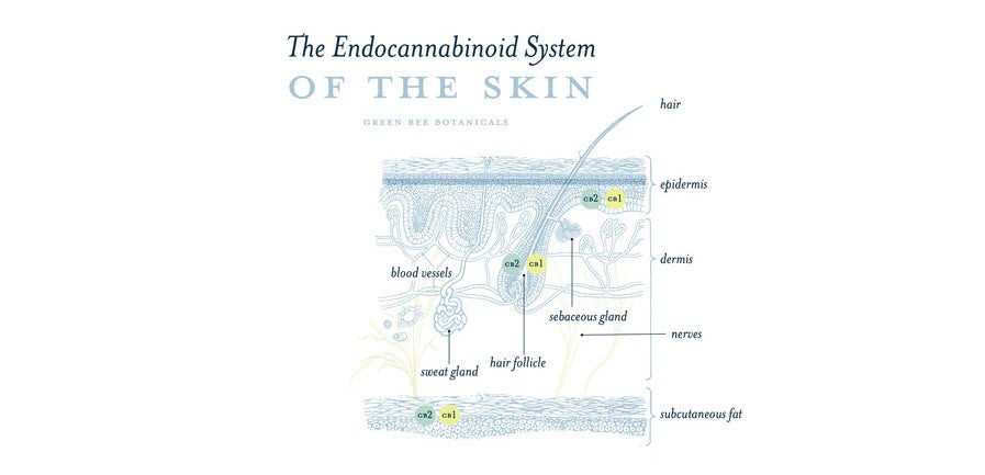 Your Endocannabinoid System Is The Secret to why CBD Skincare Works