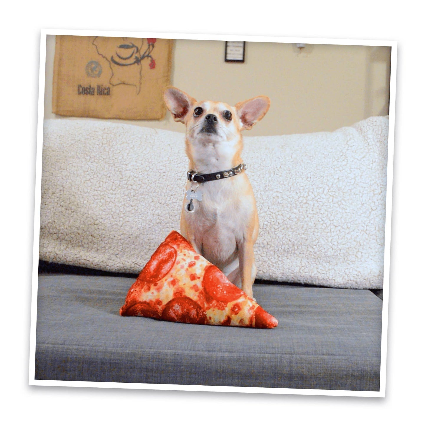 Doggijuana | Get the Munchies! | Pizza Refillable Dog Toy