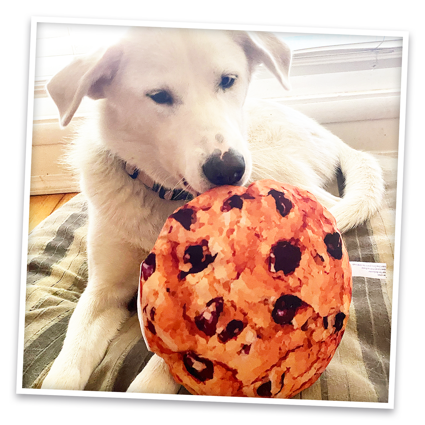 Doggijuana | Get the Munchies! | Cookie Refillable Dog Toy
