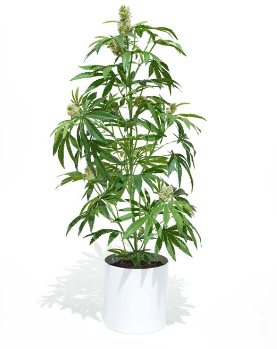 Pot Plant | Potted Faux 36" Mother | White Pot