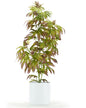 Pot Plant | Potted Faux 36" Mother | White Pot