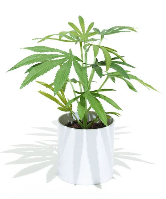 Pot Plant | Potted Faux 10" Clone | White Pot