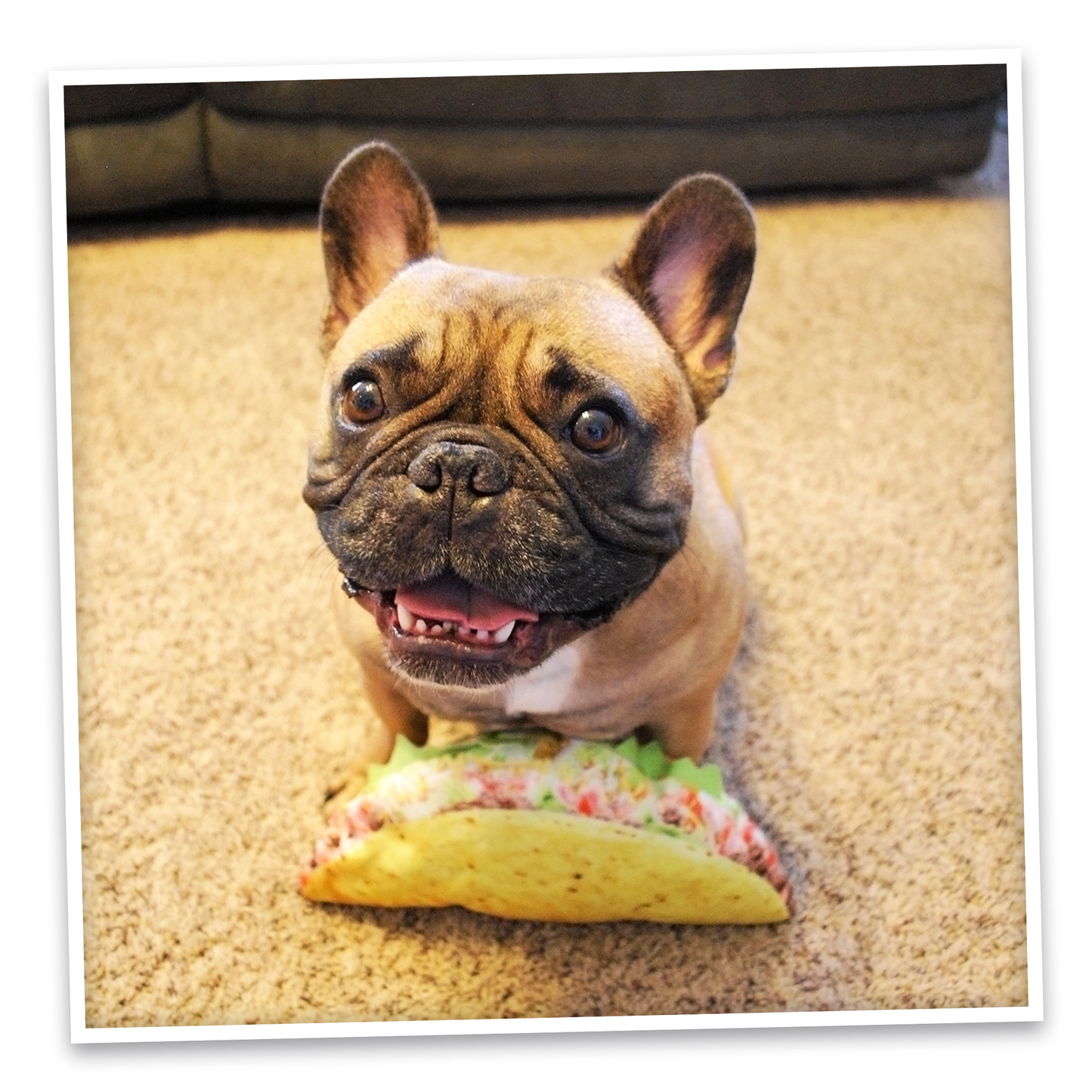 Doggijuana | Get the Munchies! |  Taco Refillable Dog Toy