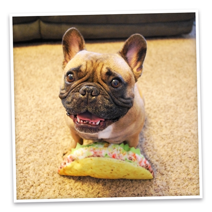 Doggijuana | Get the Munchies! |  Taco Refillable Dog Toy