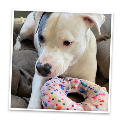 Doggijuana | Get the Munchies! | Donut Refillable Dog Toy
