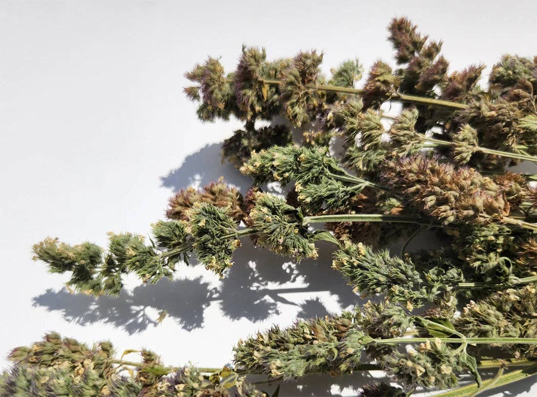 Nip Buds | Catnip Flower Buds with Grinder